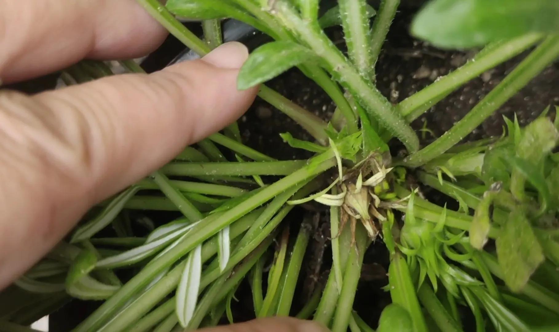 枯萎的勋章菊怎么处理,勋章菊枯萎