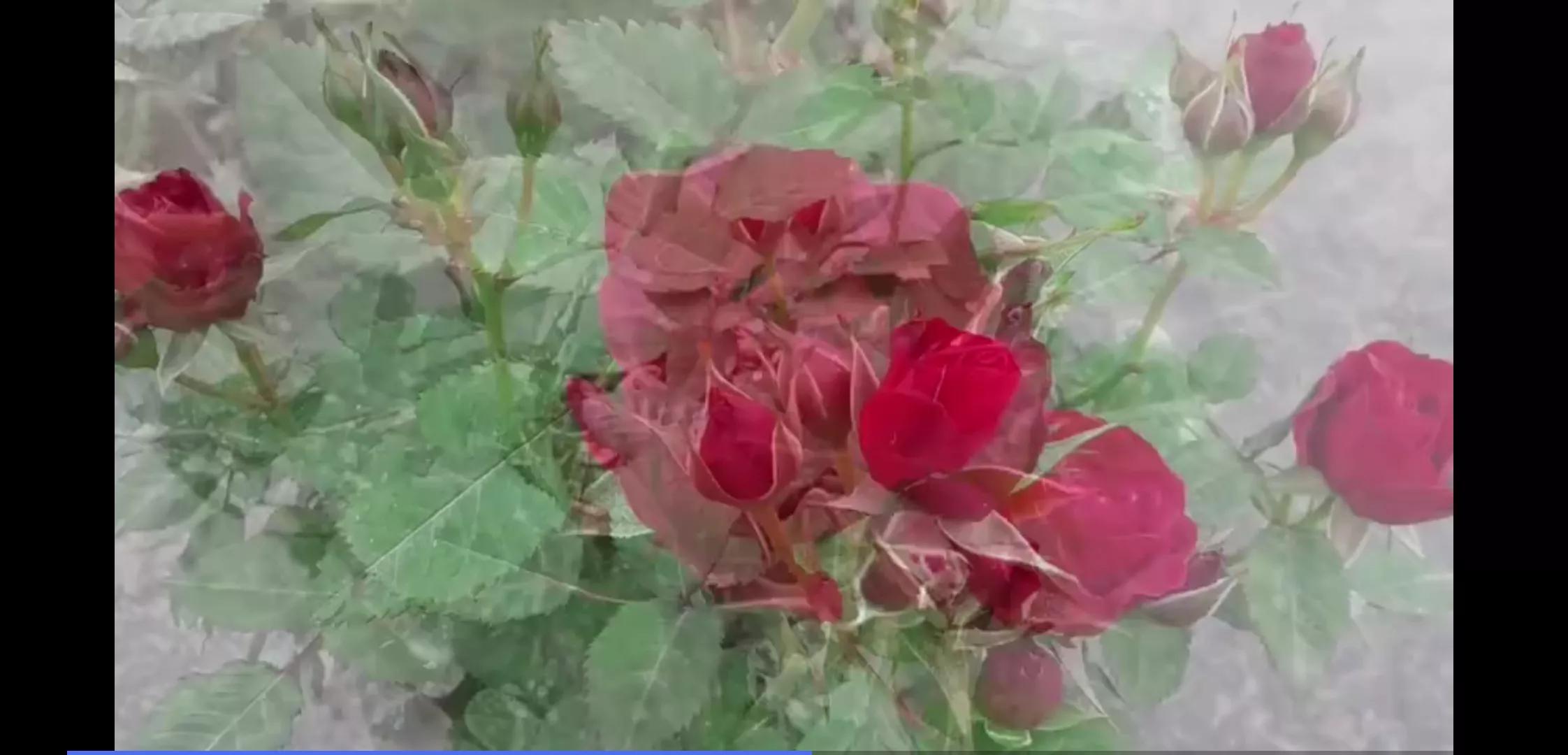 常见切花月季一览（45）