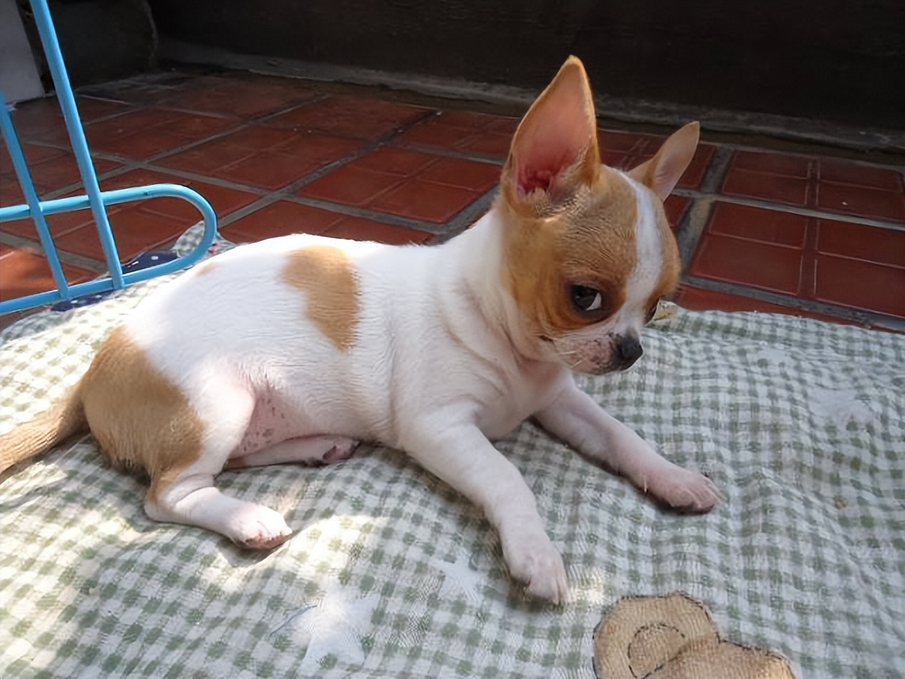 买宠物狗的坑有哪些,买狗差点上当