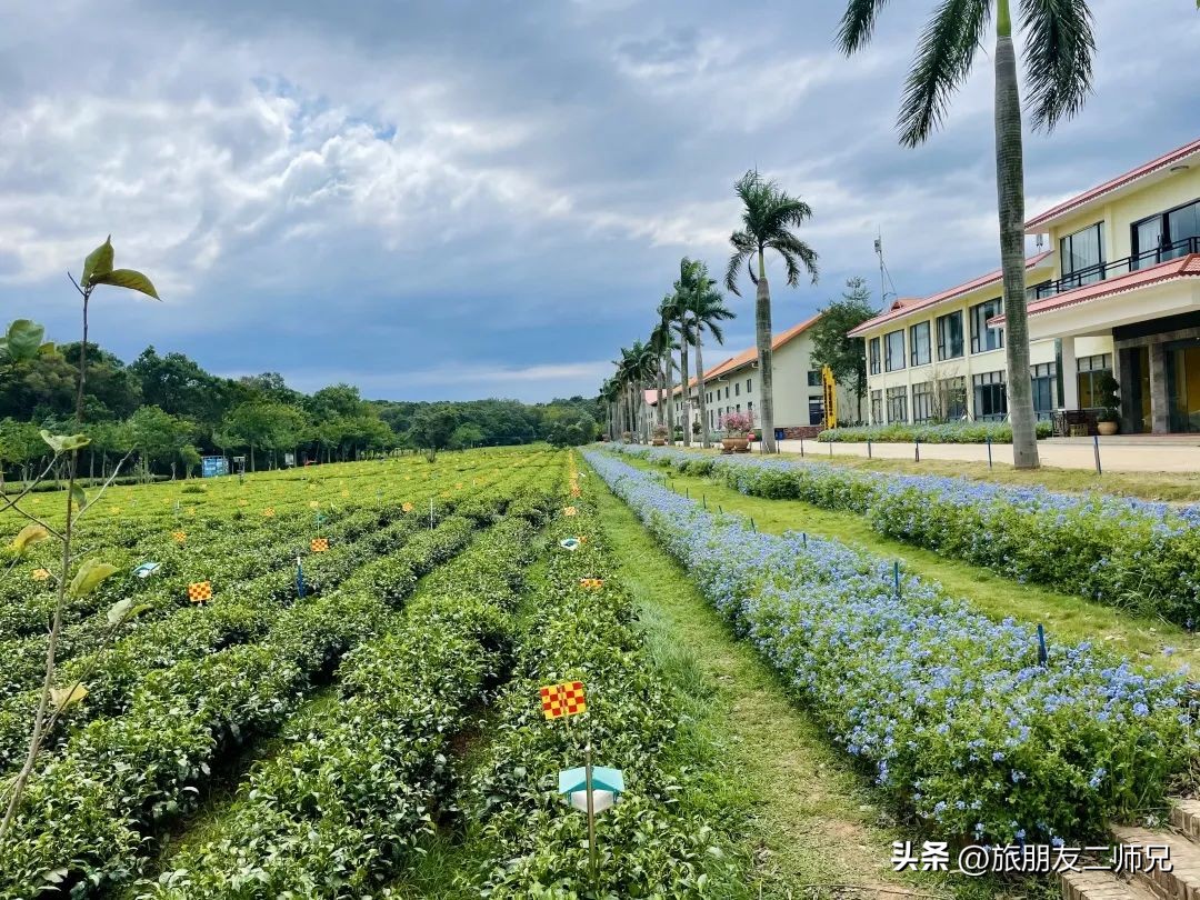 广州出发-英德1天游，美拍狗尾巴草，打卡巧克力小镇，千亩茶园