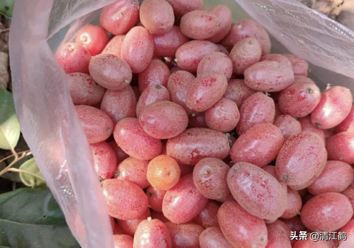 很多人没见过的奇怪生物,都没见过的奇特瓜果蔬菜