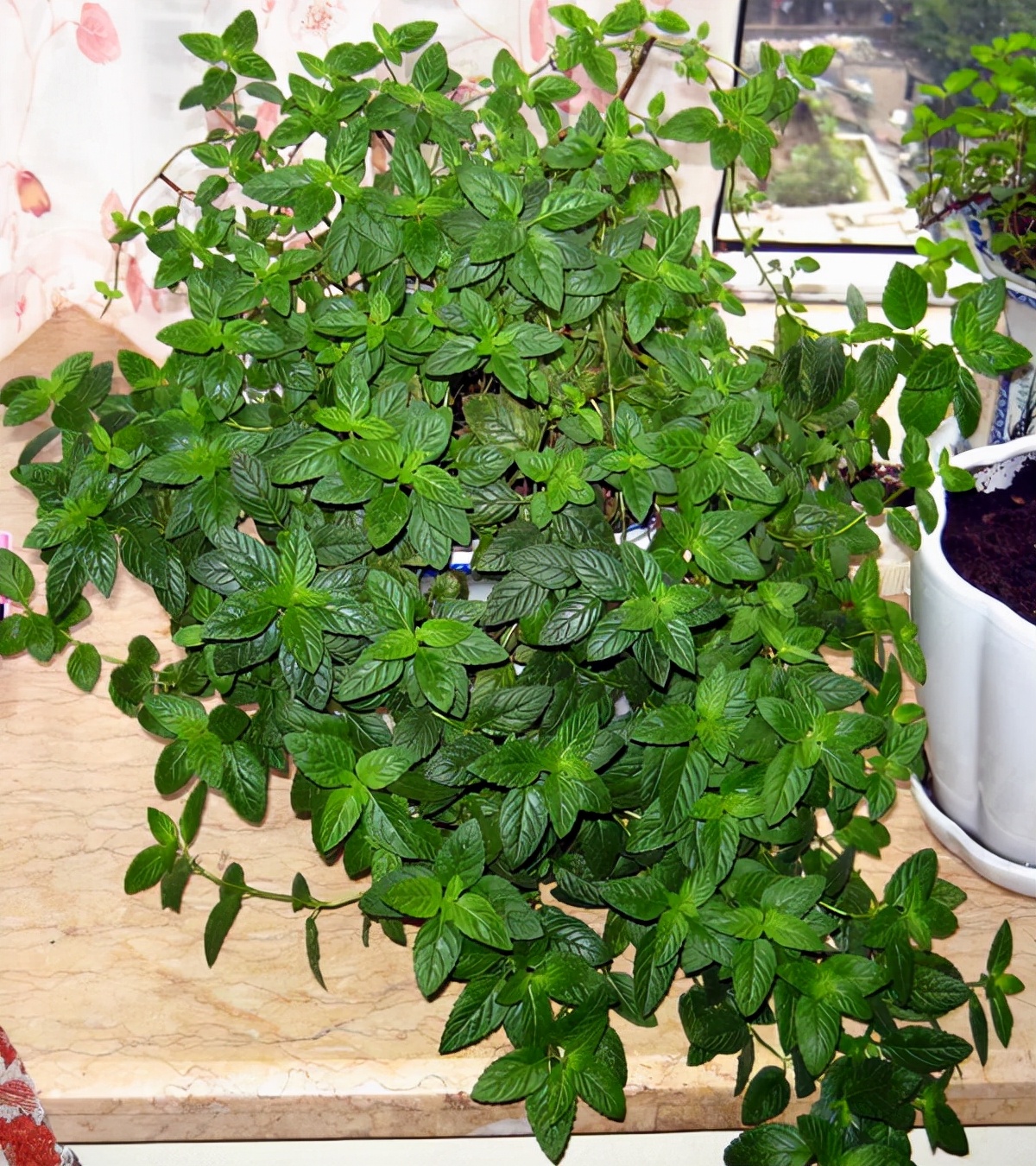 薄荷全部品种,薄荷分类图