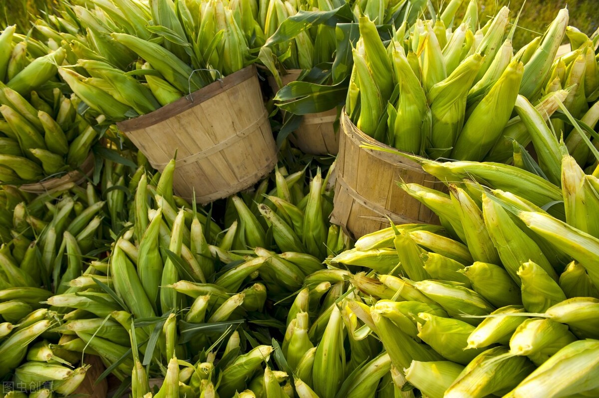 初中毕业的庄稼汉，成为十几亿资产公司的董事长，还是觉得大葱蘸酱最好吃