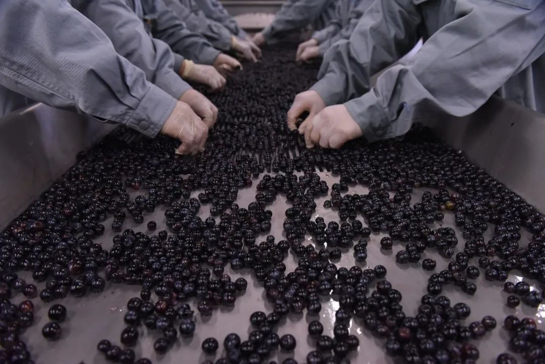 法国葡萄酒酿制教程全过程,正确的葡萄酒酿制方法是什么