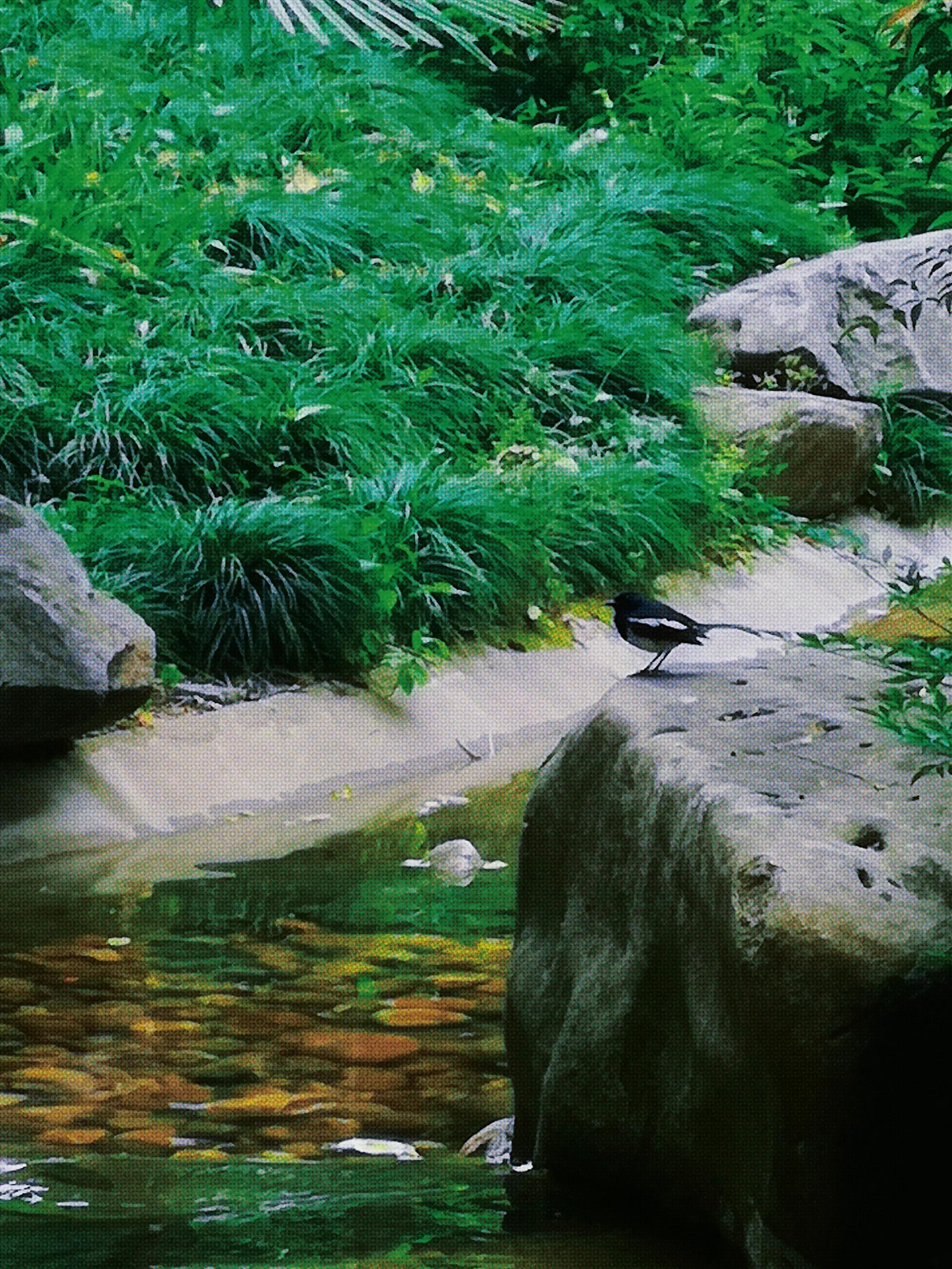 两岁读诗出口成章（天才养成计划之一）