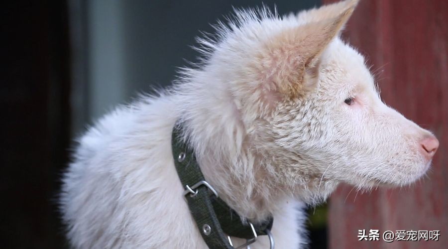 每天了解一只狗狗,每天了解一种动物