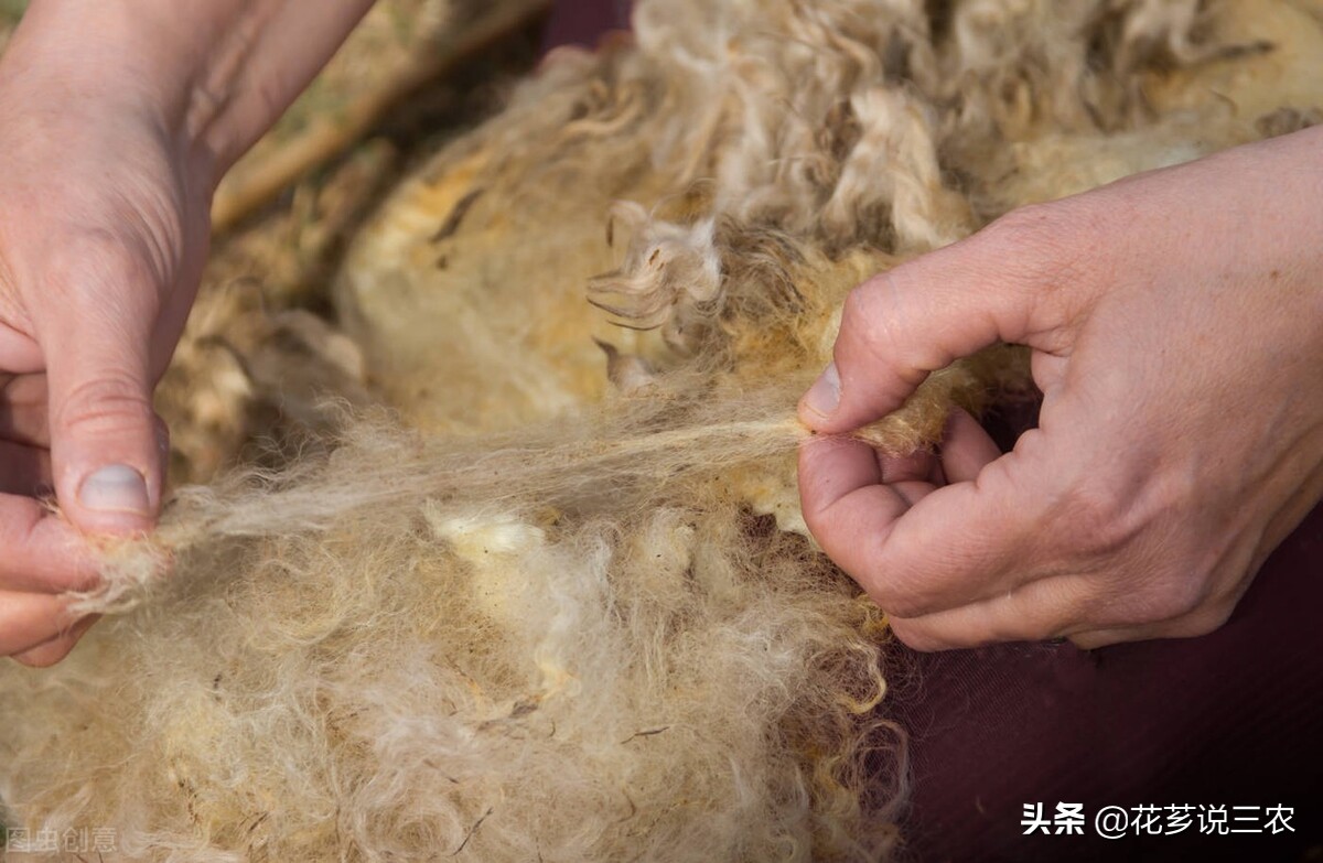 养羊寄生虫图片,羊真菌和疥螨感染用什么药最好