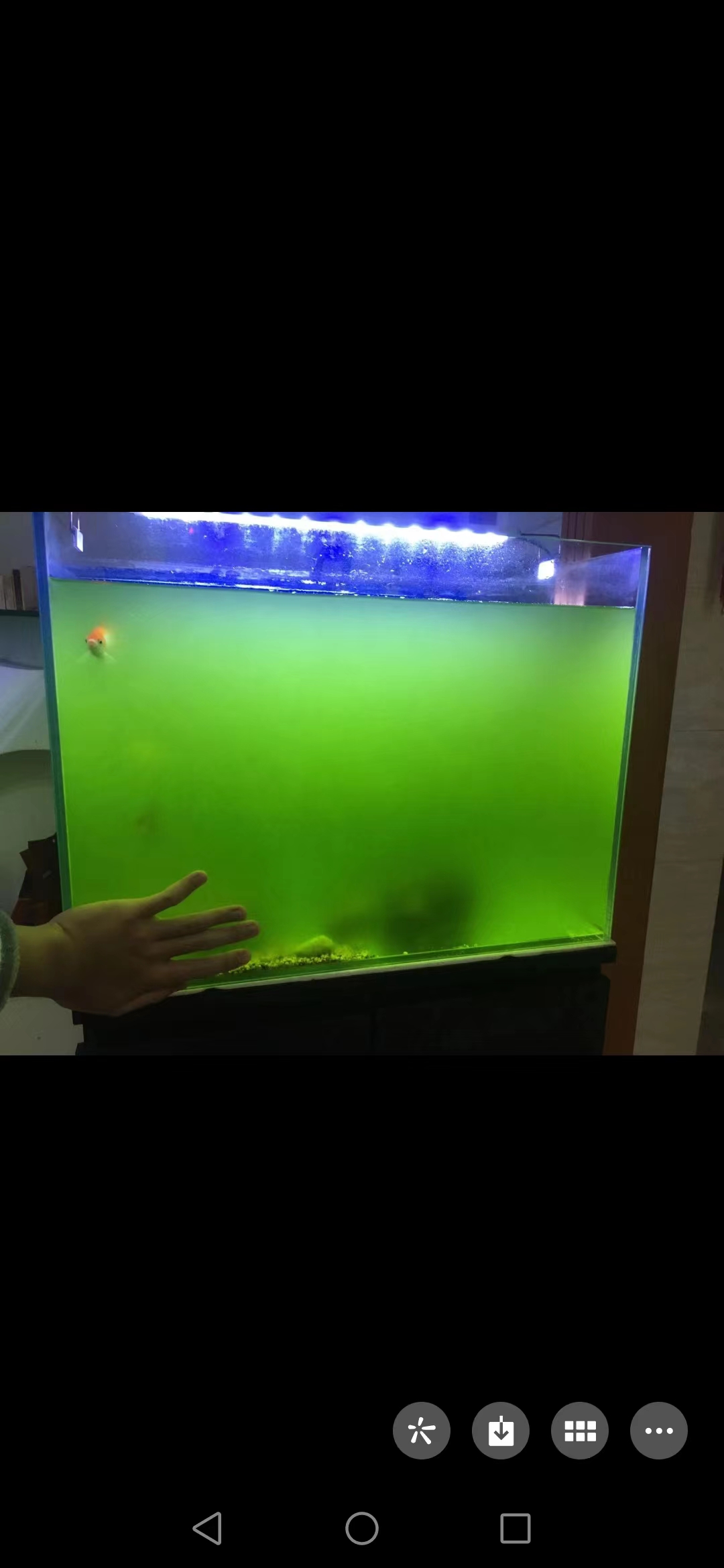 七彩水草缸怎么抑制藻类,水草缸怎么治疗水霉