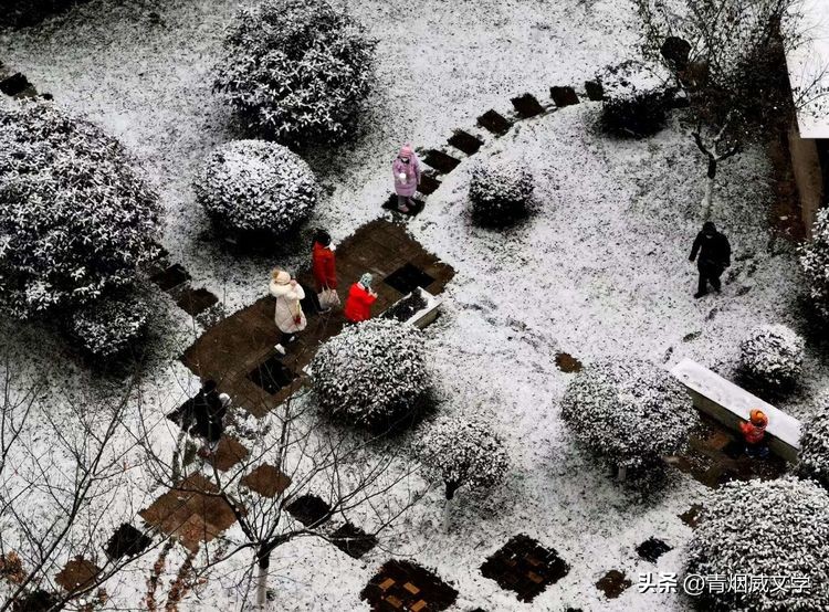 七律咏冬柳,七律春柳外五首