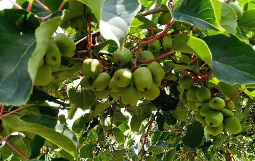 农村常见野生植物你都认识吗,农村常见植物野果