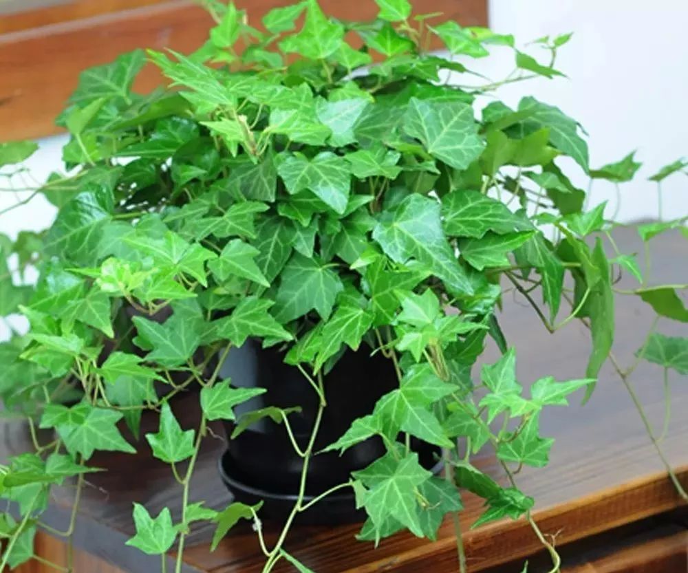 种什么蔬菜可吸甲醛,适合家庭种植的除甲醛植物