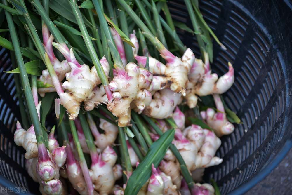 生姜收获方法和技巧,生姜晚采收还是早采收好