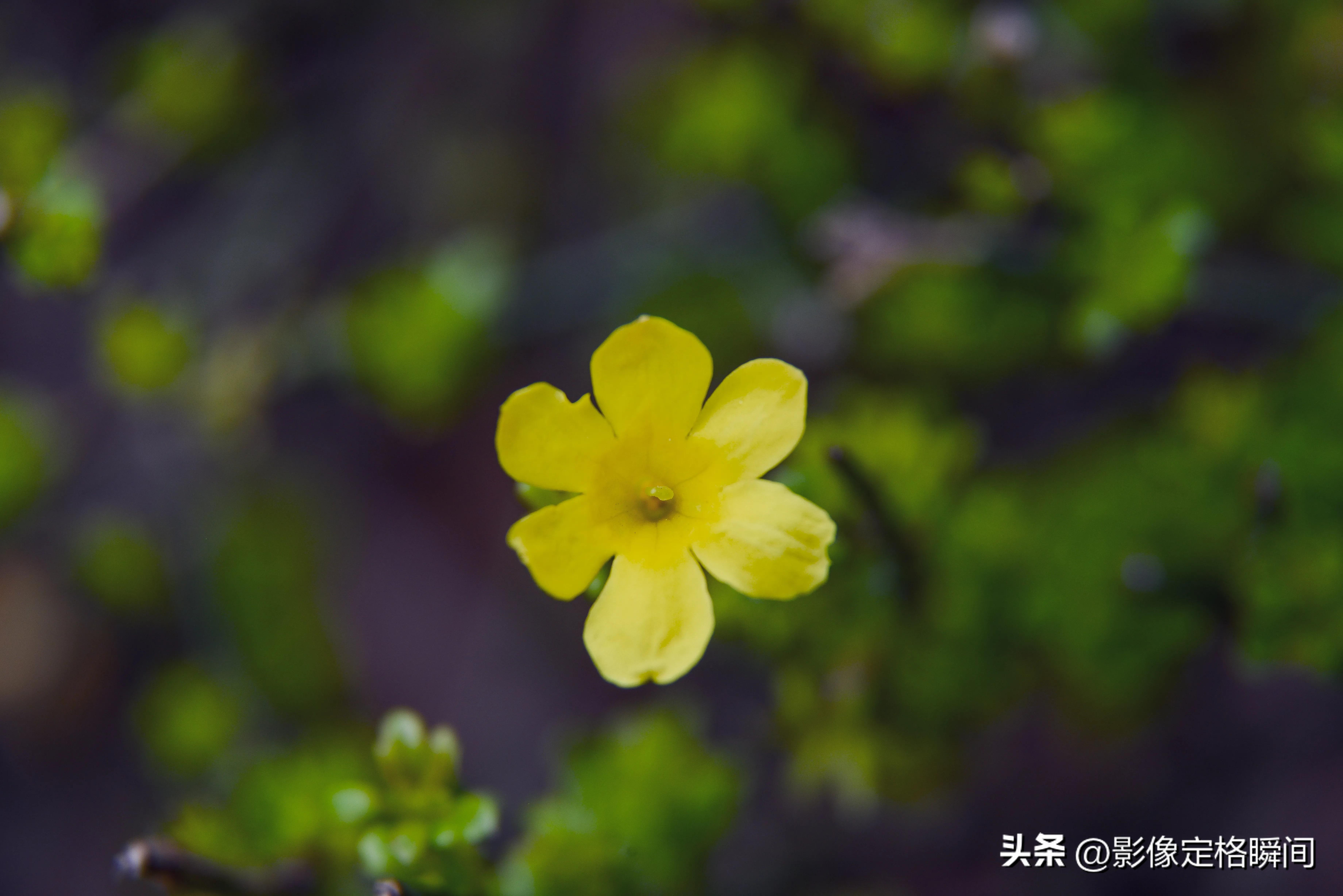 用什么模式拍出来的花更好看,用手机给花拍照怎么拍出高级感