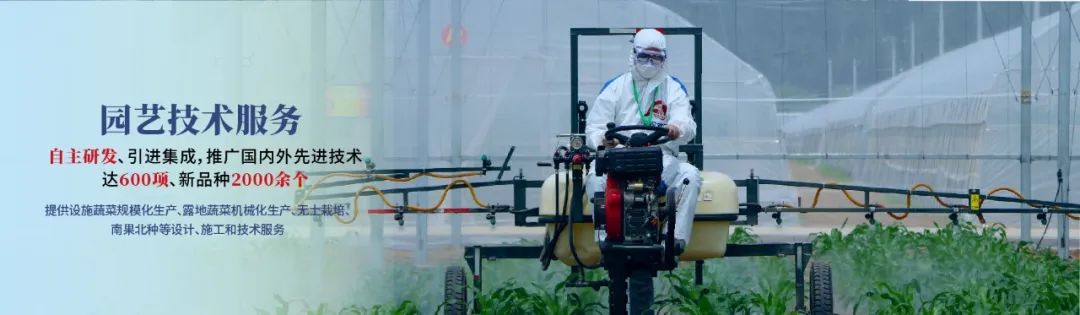 农业技术大讲堂之番茄的种植技术,连云港番茄无土栽培