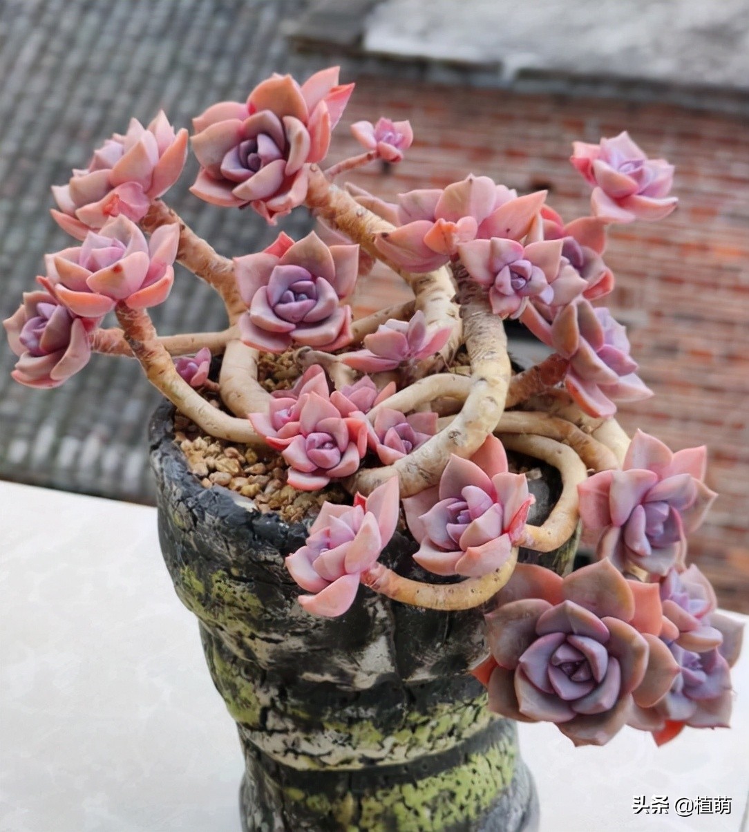 彩虹糖为什么那么甜,为啥彩虹糖会有颜色