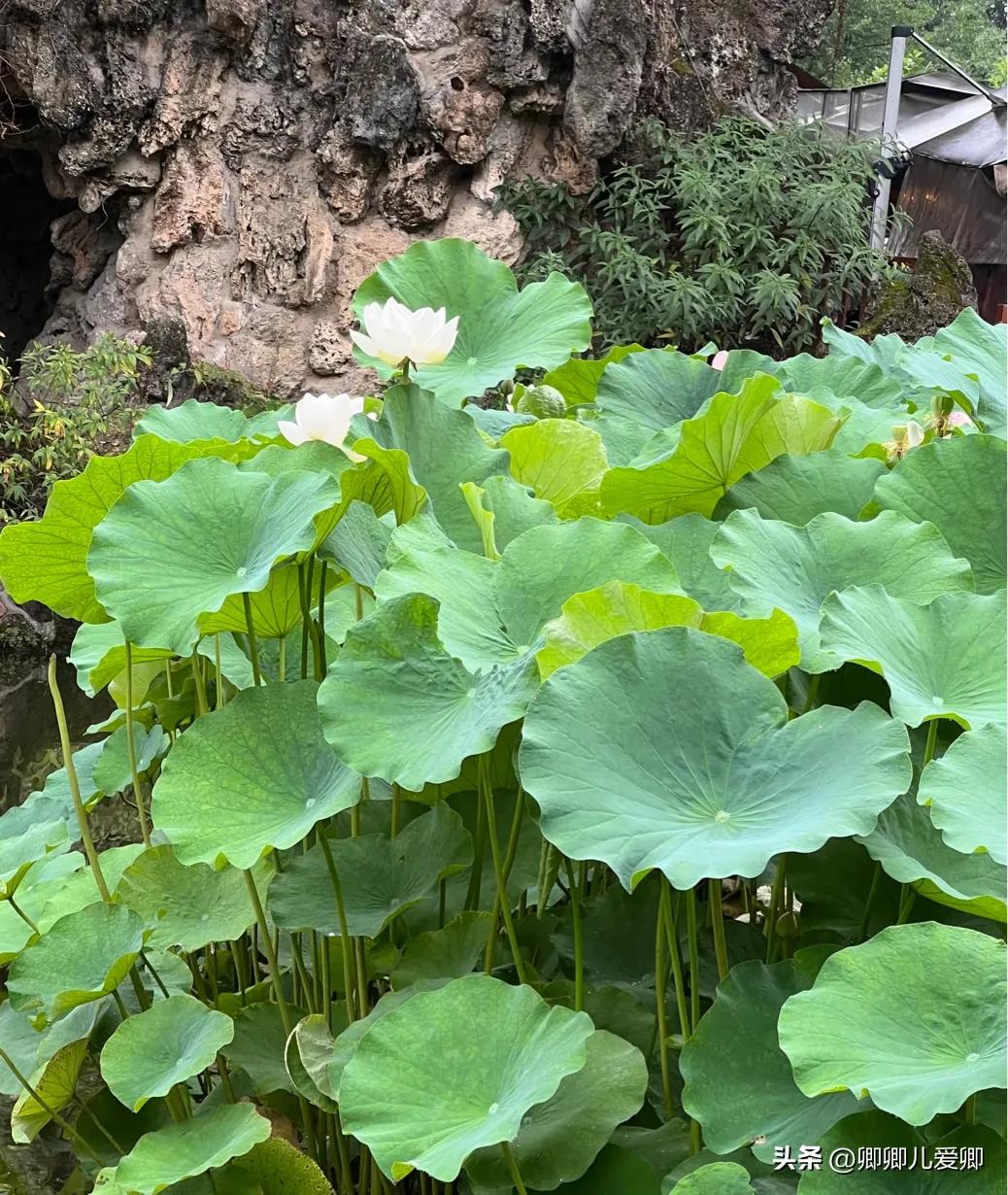 夏日荷花别样美,夏至赏荷映日荷花别样红