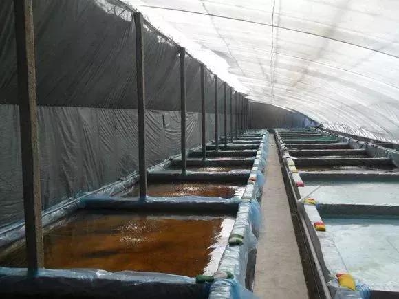 男子20万买一条半死不活的鱼,小伙花800元买一条蓝色大鱼