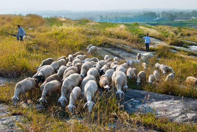 农村创业适合做什么养殖,创业能做什么种植养殖