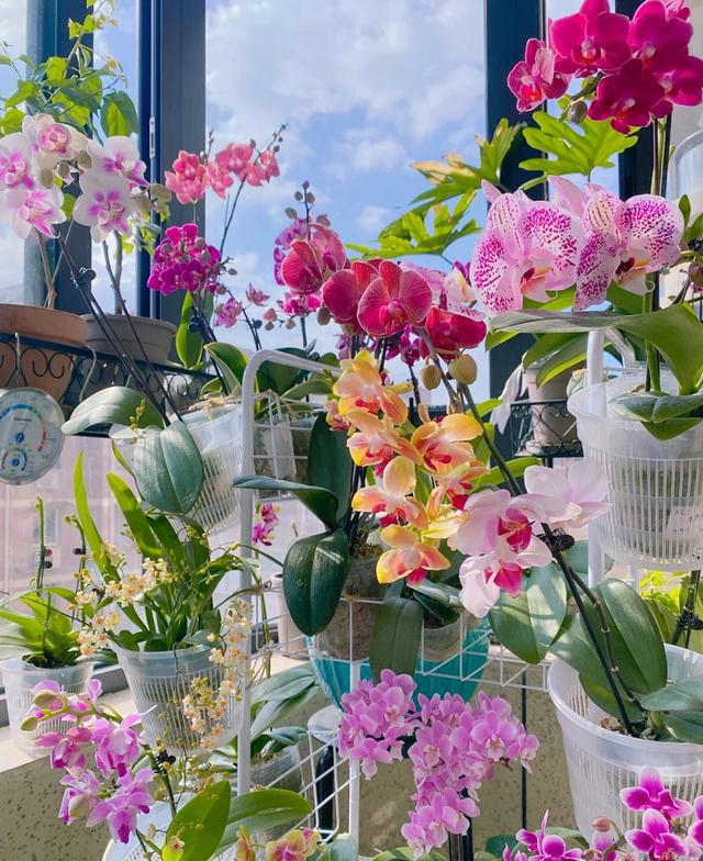 哪些花草对身体有害,哪些花卉会对人体造成不良反应