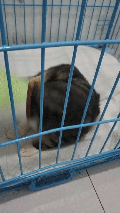 美短猫从三楼摔下来后续,美短猫被抛弃后见到旧主人