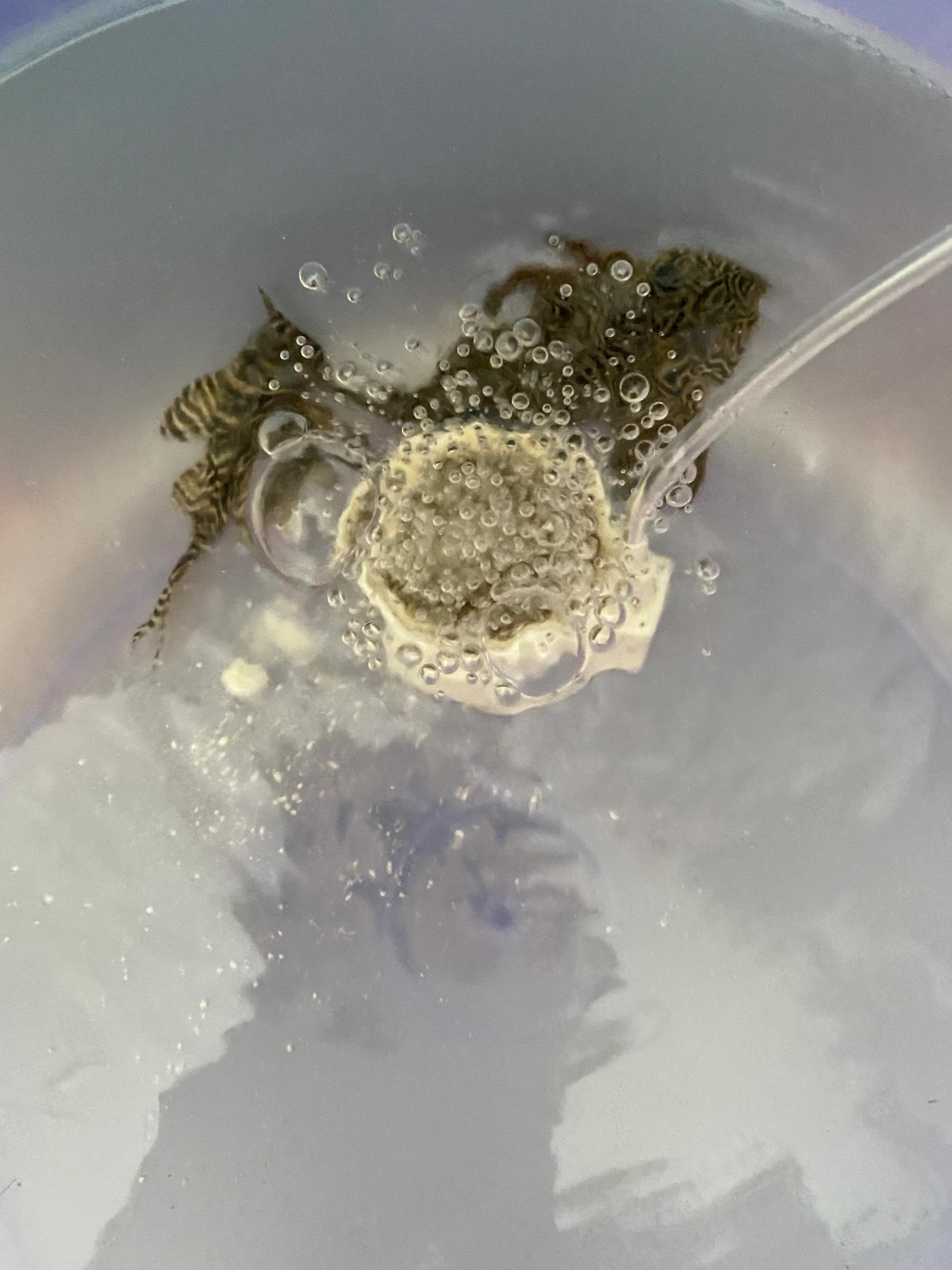 异型鱼腹水停食,异型鱼腹水怎么治