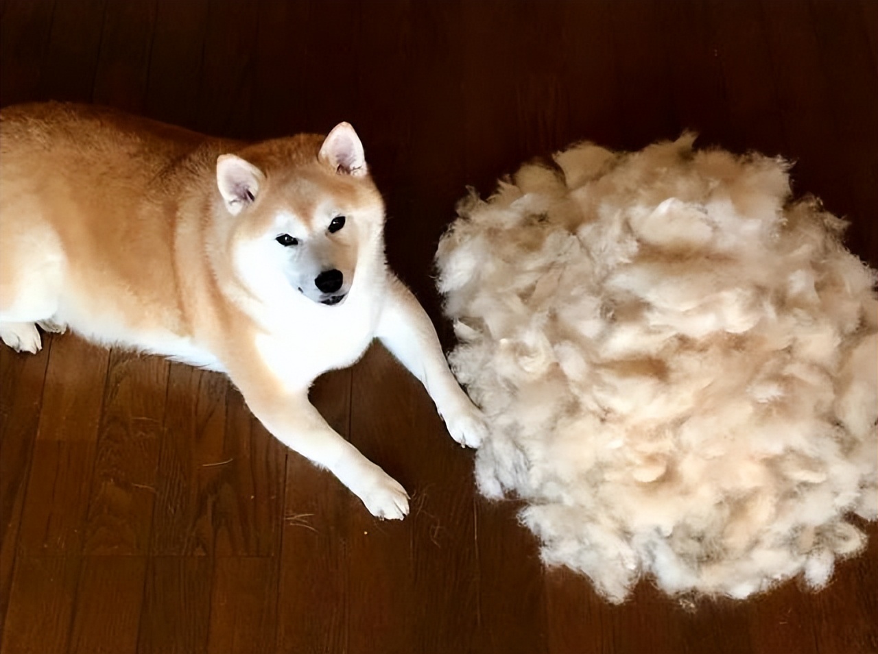 纯种柴犬大概多少钱一只,纯种柴犬价格多少钱一只