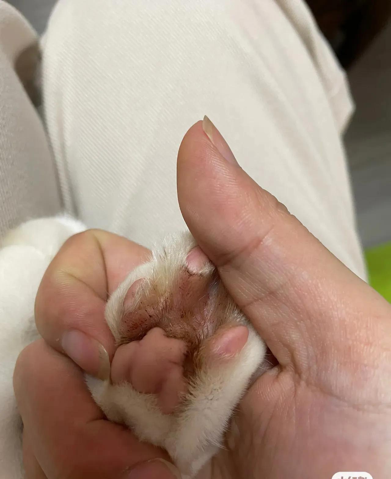 猫咪趾间炎会传染给人吗,趾间炎猫咪传染吗