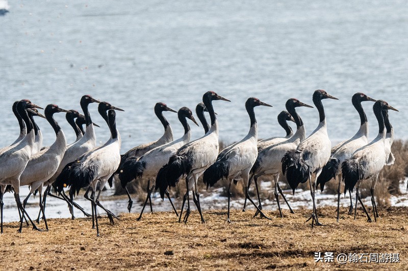 高原精灵黑颈鹤越冬之地——大山包（云、藏自驾旅行纪实之一）