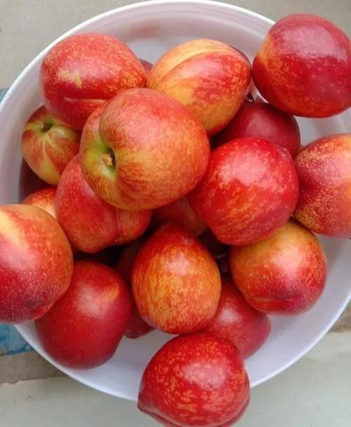 感受夏天的文案,感受夏天知了的叫声