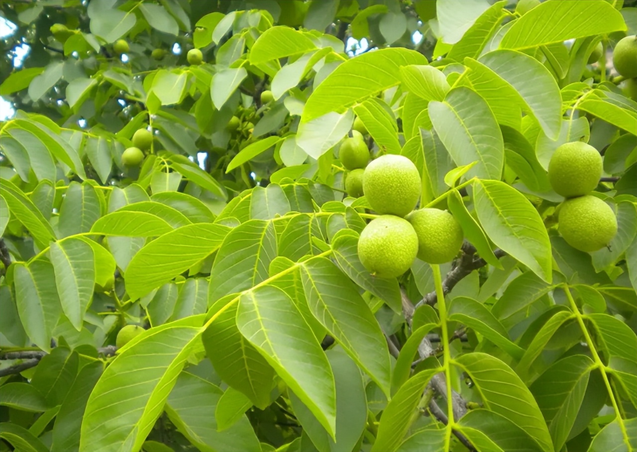 核桃树落果的原因与防治,核桃树怎么防止落果