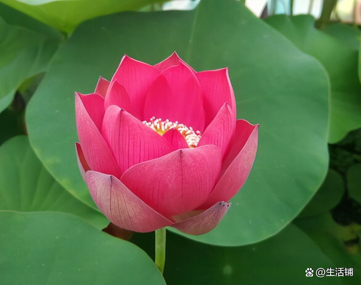 碗莲的正确栽培养殖方法,碗莲养殖方法与注意事项