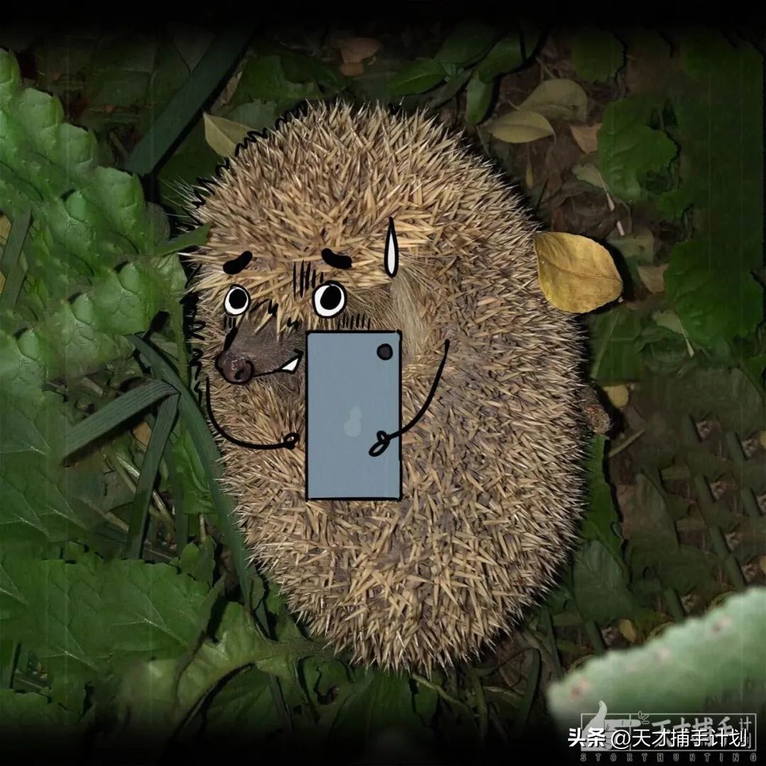 北京动物图鉴：雍和宫要饭的黄鼠狼，潭柘寺的网红狐狸