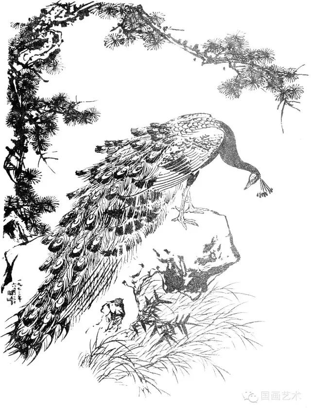 中国画孔雀白描图,竖幅工笔白孔雀图