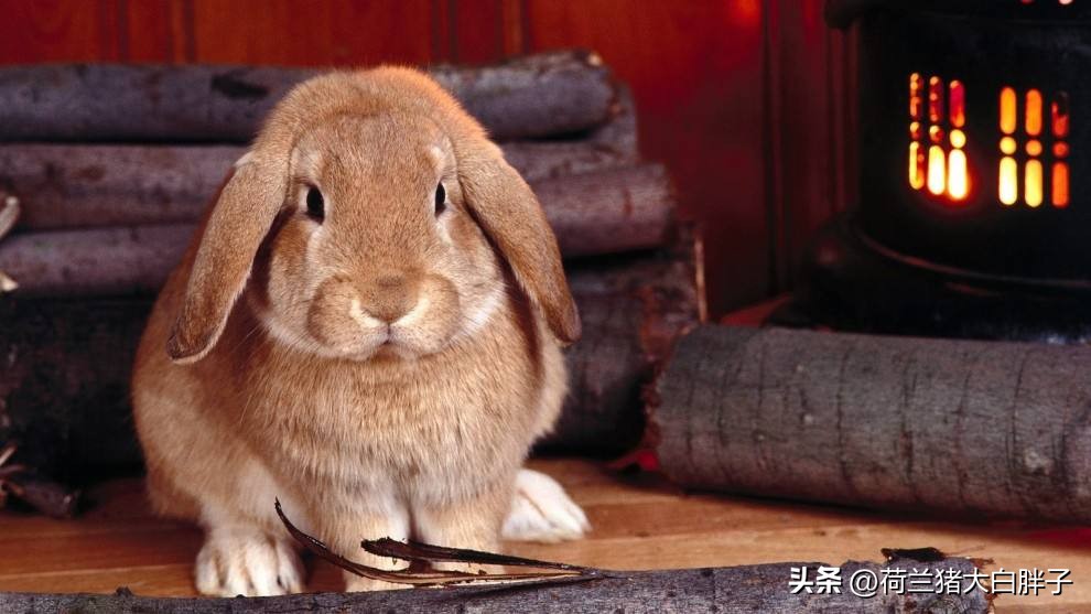 兔子不排便怎么回事,兔子总是大便在兔粮里怎么办