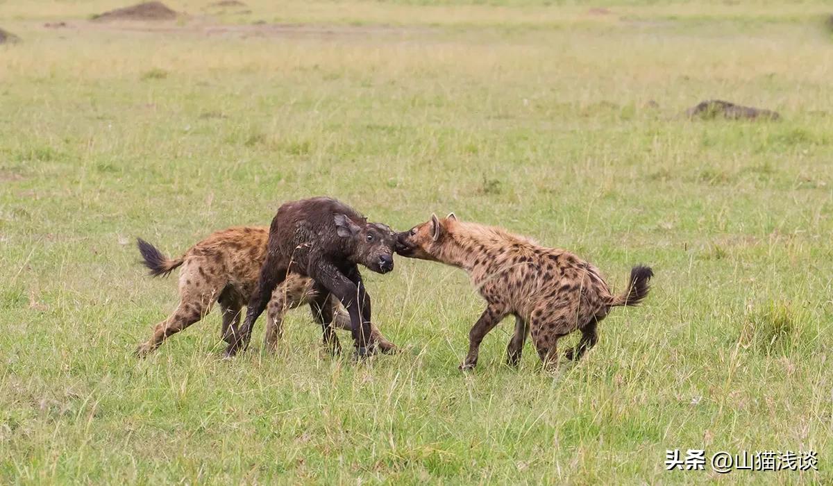 鬣狗会攻击人吗,鬣狗会攻击人类吗