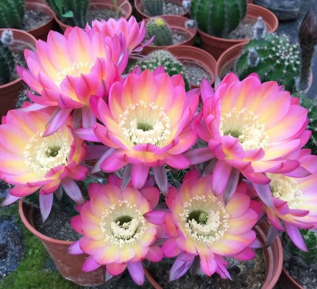 200种·仙人球开花图鉴，大开眼界，美到爆