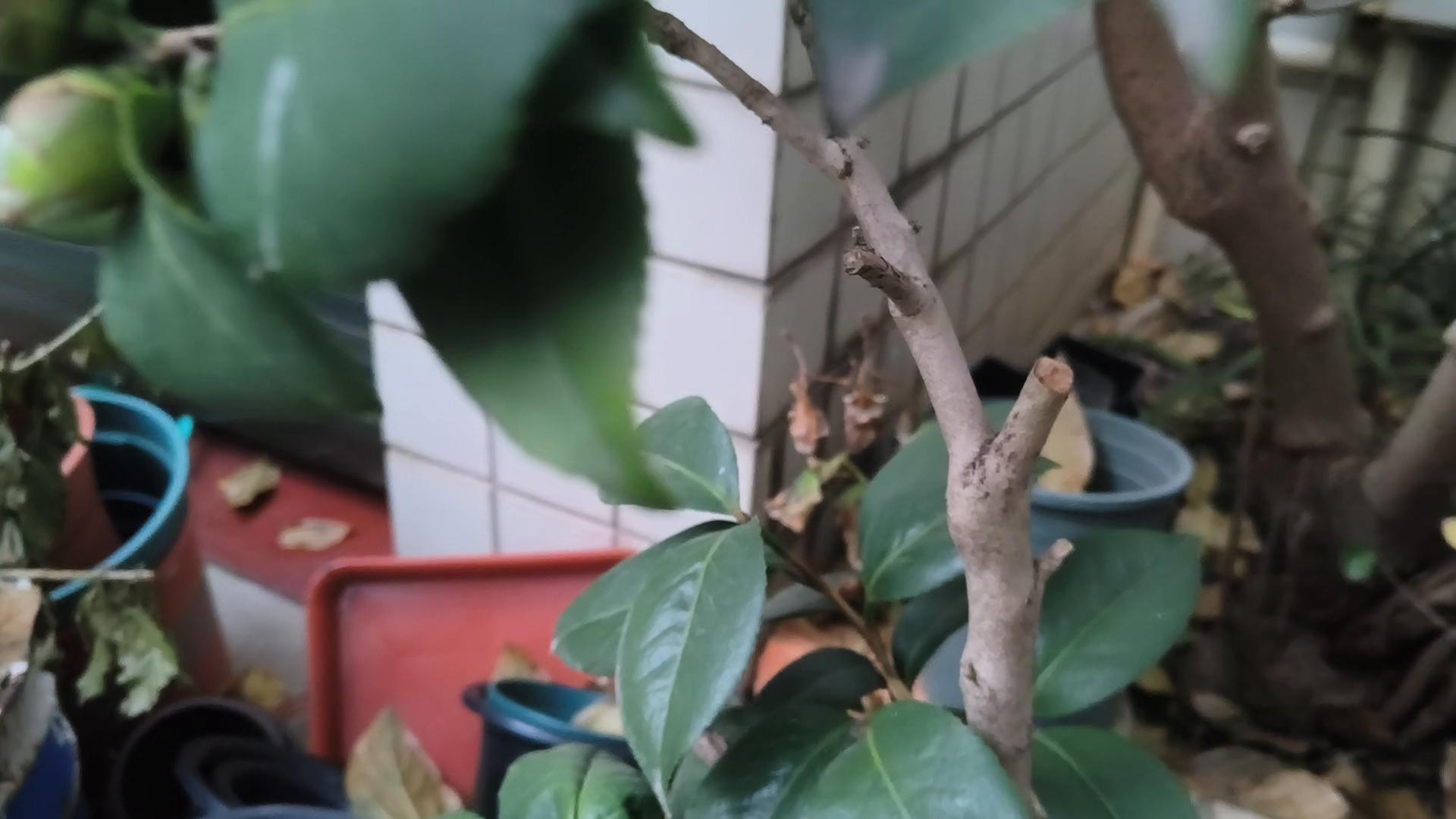 花中娇客山茶花,山茶花是花中娇客吗