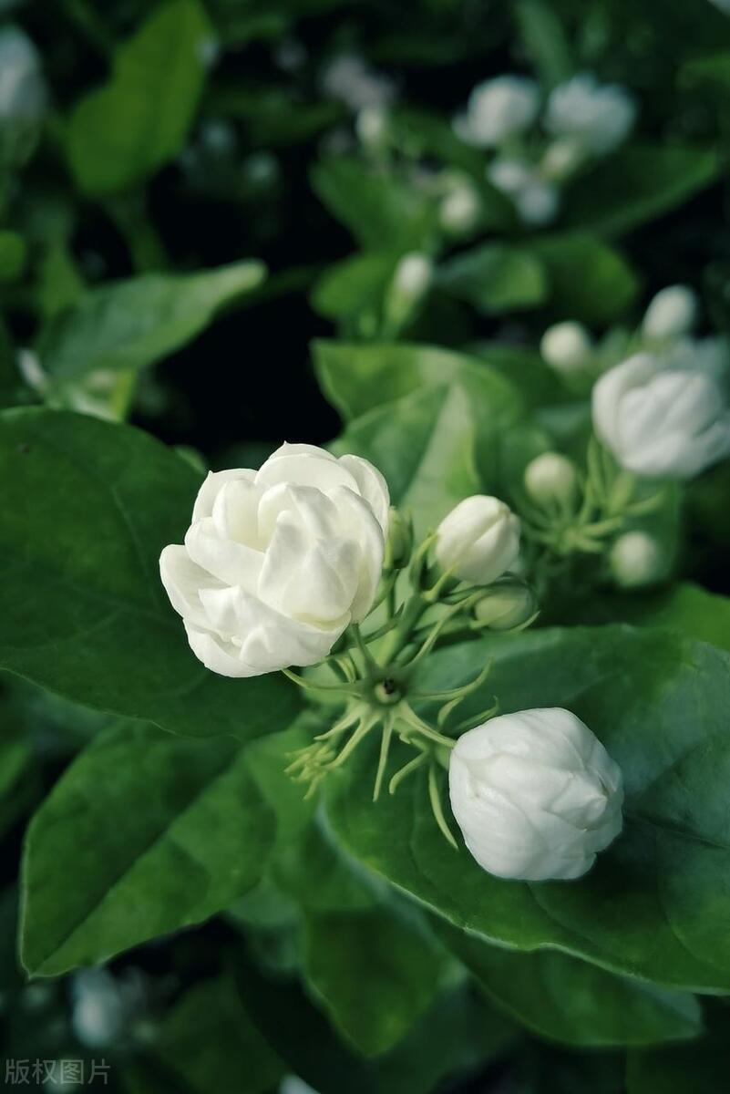 茉莉花的花苞掉光了,家里养的茉莉花为什么花开得少