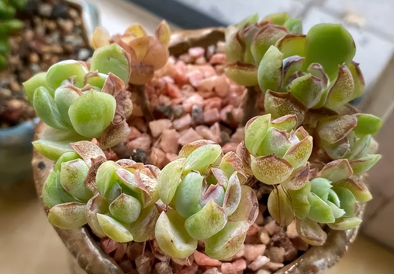 奶奶叮嘱，“花草有三不送，送了变仇人”，过来人的经验