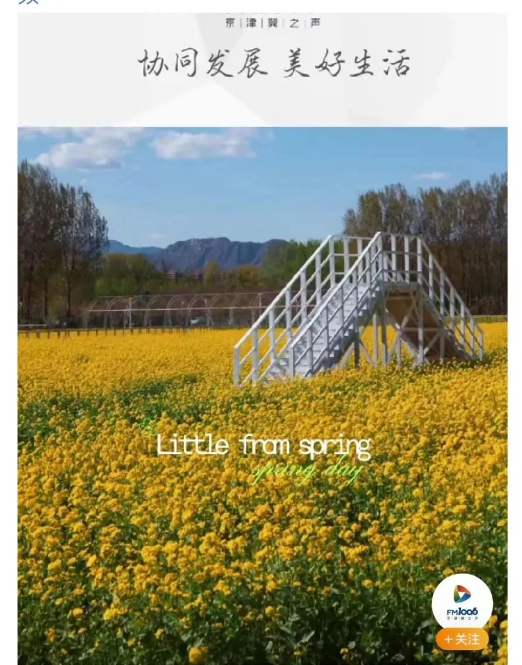 北京周边探秘京城最美油菜花海,北京油菜花必去的地方