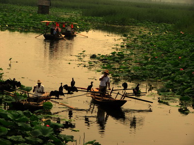 荷花淀中描写景色的句子,读课文荷花淀有感