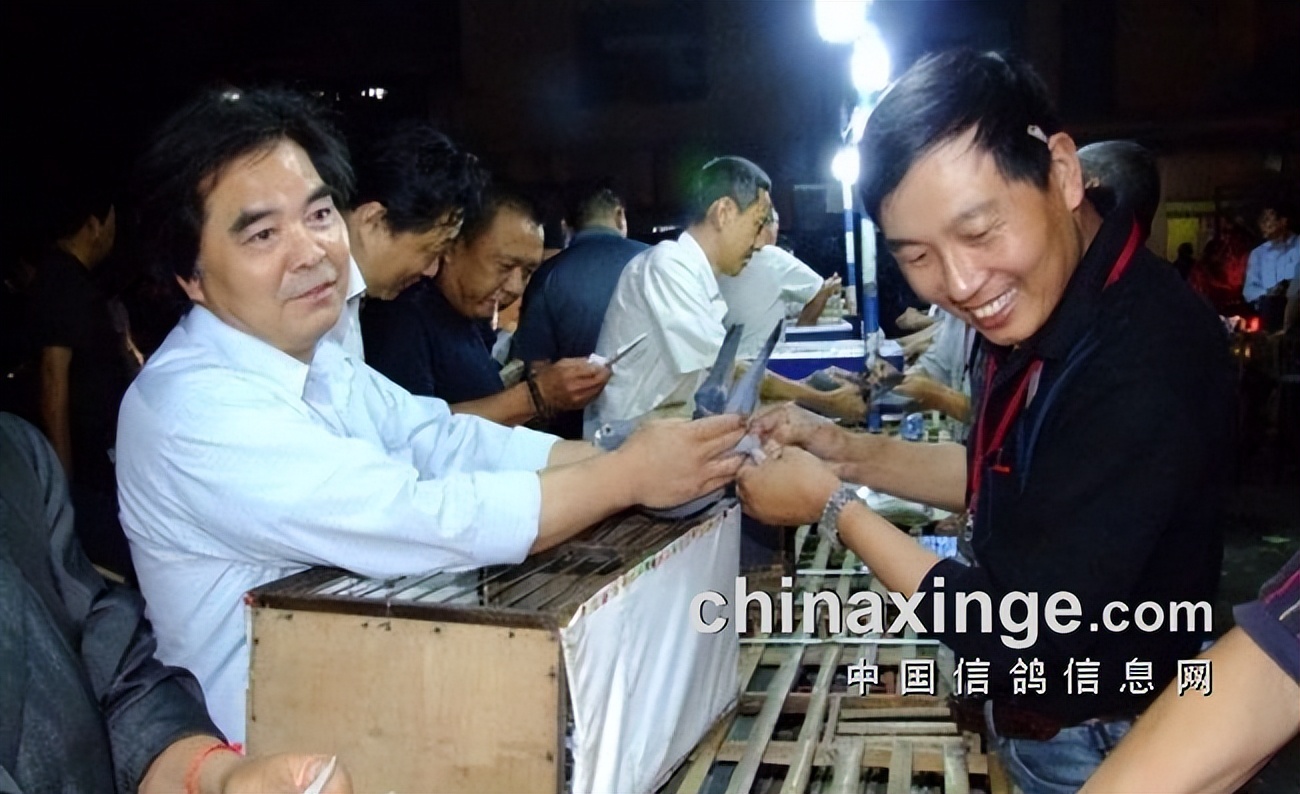 哈密超远程冠军信鸽图片,超远程赛鸽纪录