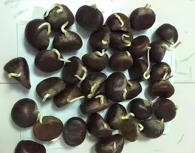 板栗发芽了还能种吗,板栗发芽了还能吃吗