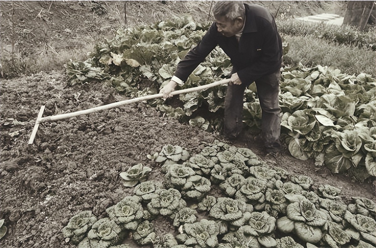 盗墓贼不识货丢掉双破鞋是真的吗,盗墓贼不识货丢掉双破鞋