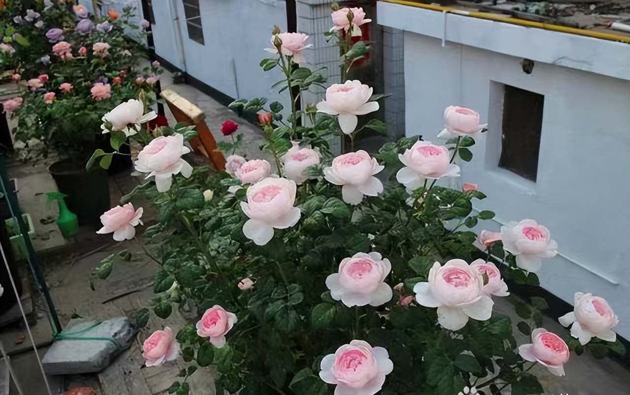 月季花品种瑞典女王是四季开花吗,瑞典女王和其他哪款月季花型相似