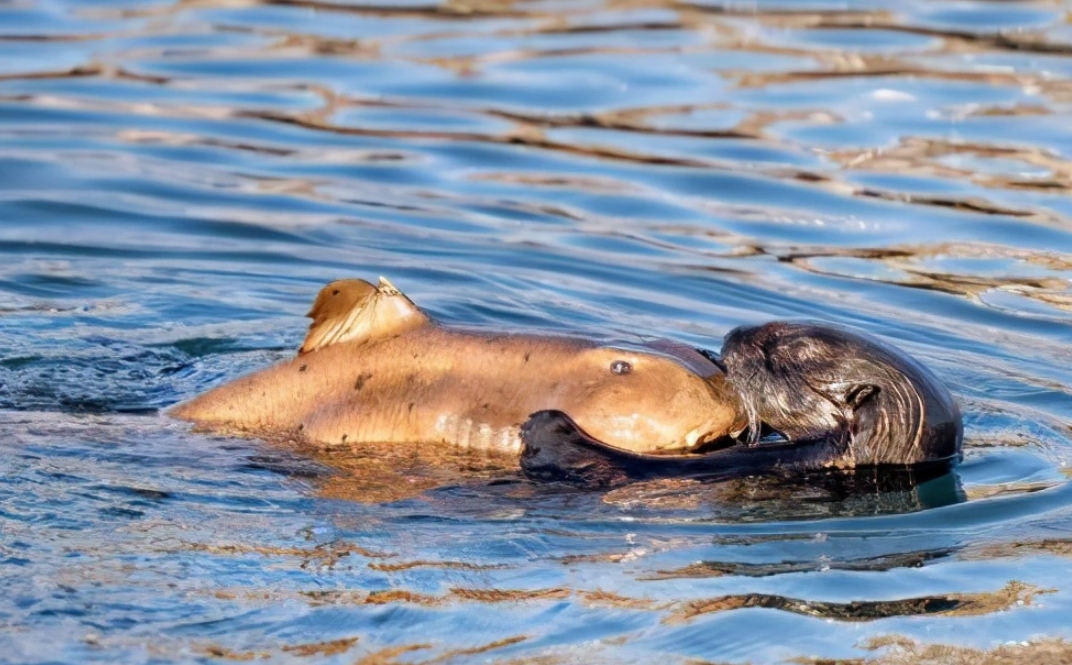 交配明明是为了繁衍后代,为什么雄性海獭,要将雌性折磨致死?