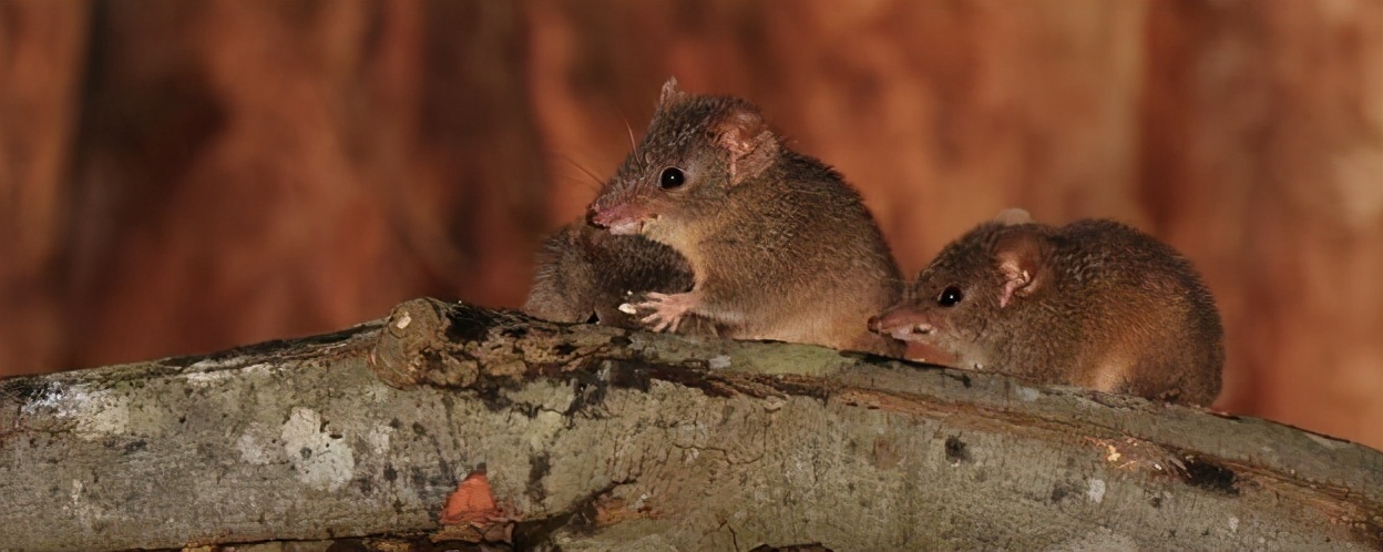 最长一天交配14个小时，有些动物交配完就会死，为何还乐此不疲？