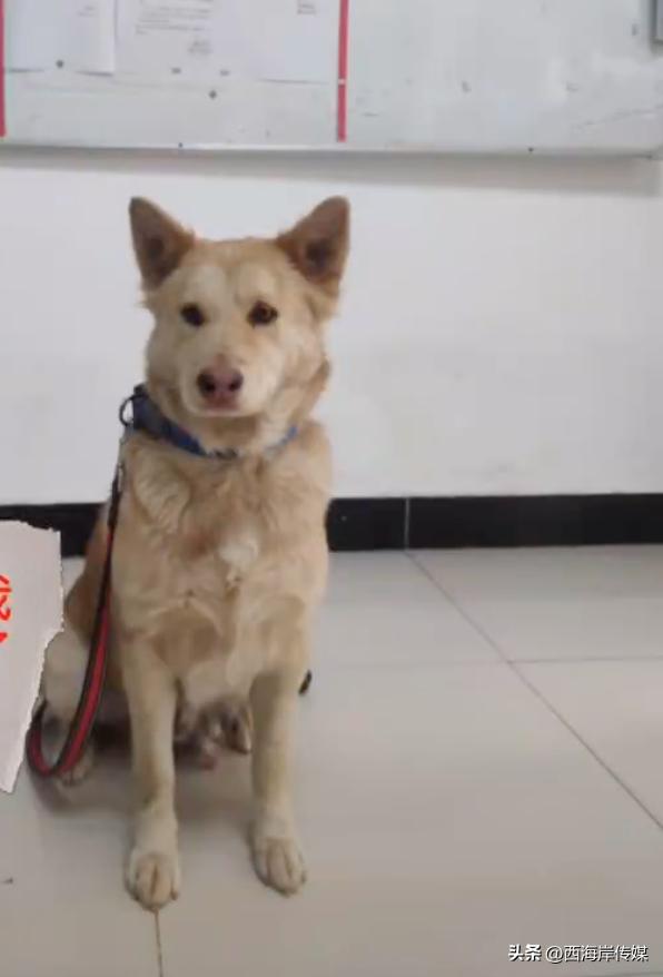 土狗月薪3000,小土狗打工