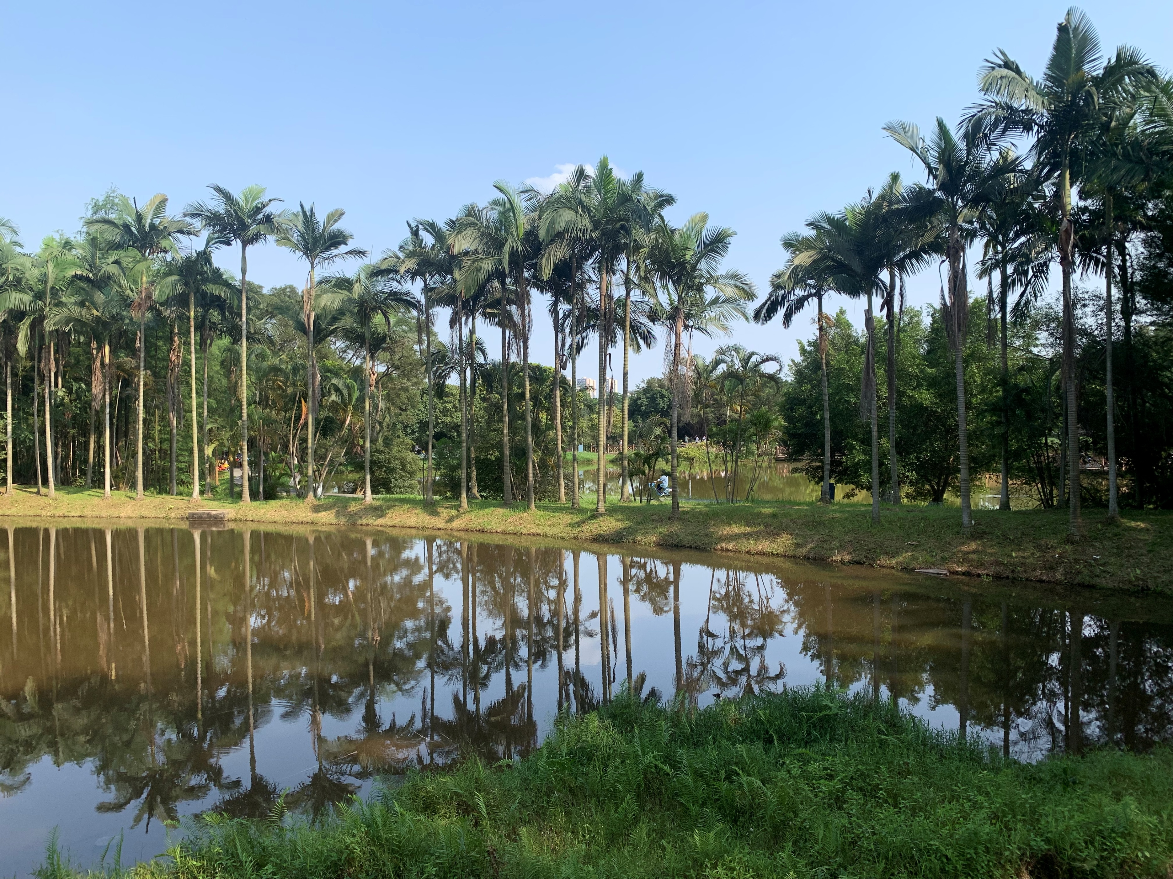 大夫山一日游自由行,大夫山一日游周记