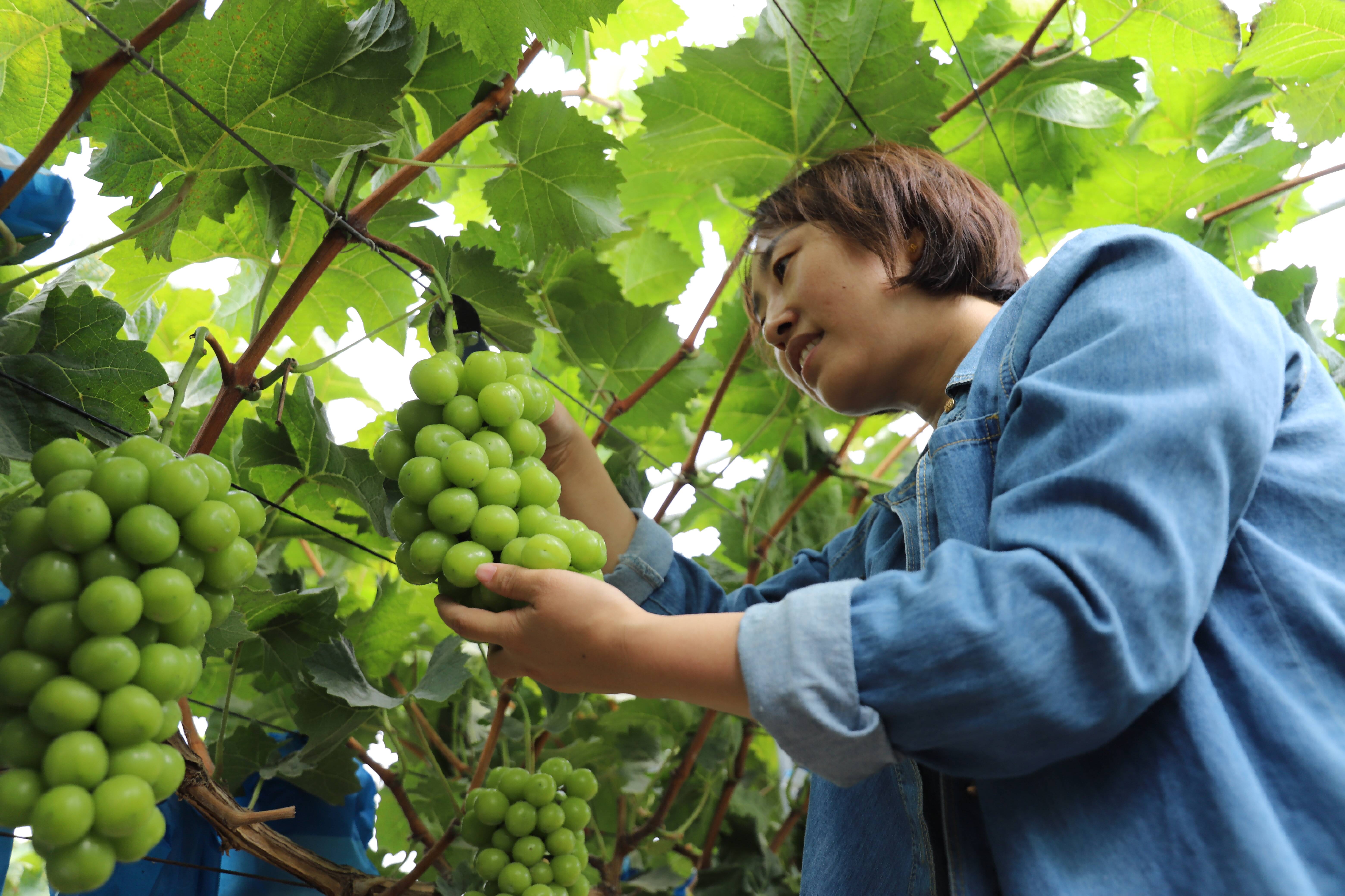 乡村振兴齐鲁样板村村有好戏利津,乡村振兴齐鲁样板村村有好戏